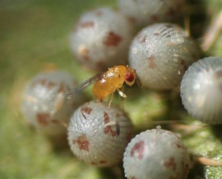 trichogramma parasitoide huevos infocampo