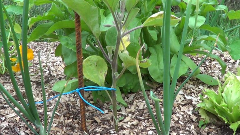 Berenjenas: cómo realizar la poda y tutorado para el cultivo en la huerta