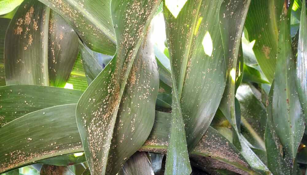 Aparicion de pulgon de la caña de azucar en sorgo