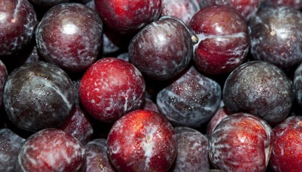 La ciruela es el fruto estrella de nuestras tierras durante el verano y su árbol perteneciente a la familia de las rosáceas y al género prunus cuenta con 17 mil hectáreas cultivadas en Mendoza, la primera productora y exportadora del país.