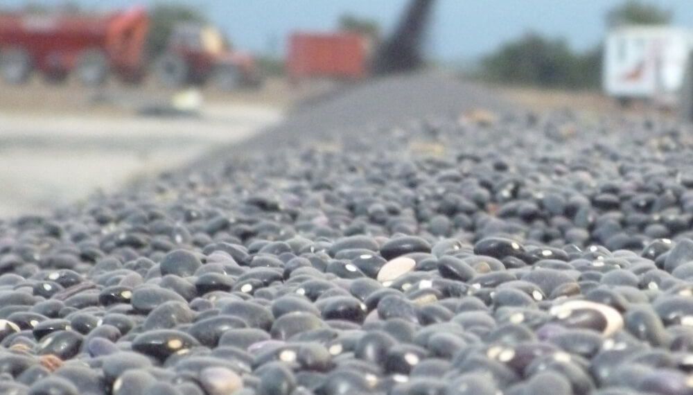 Los porotos negros, uno de los principales productos de exportación de las legumbres argentinas.