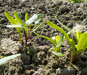 Remolacha emergida infocampo