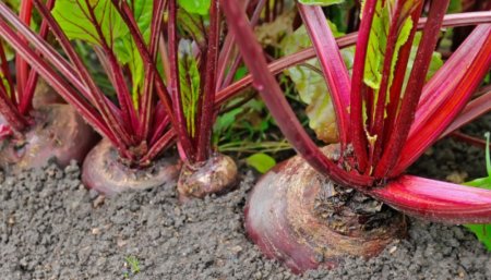 Fácil y sin muchos cuidados: cómo hacer remolacha, un cultivo ideal para sembrar en abril