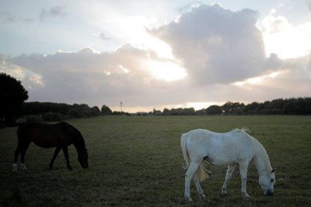 caballos nantes infocampo