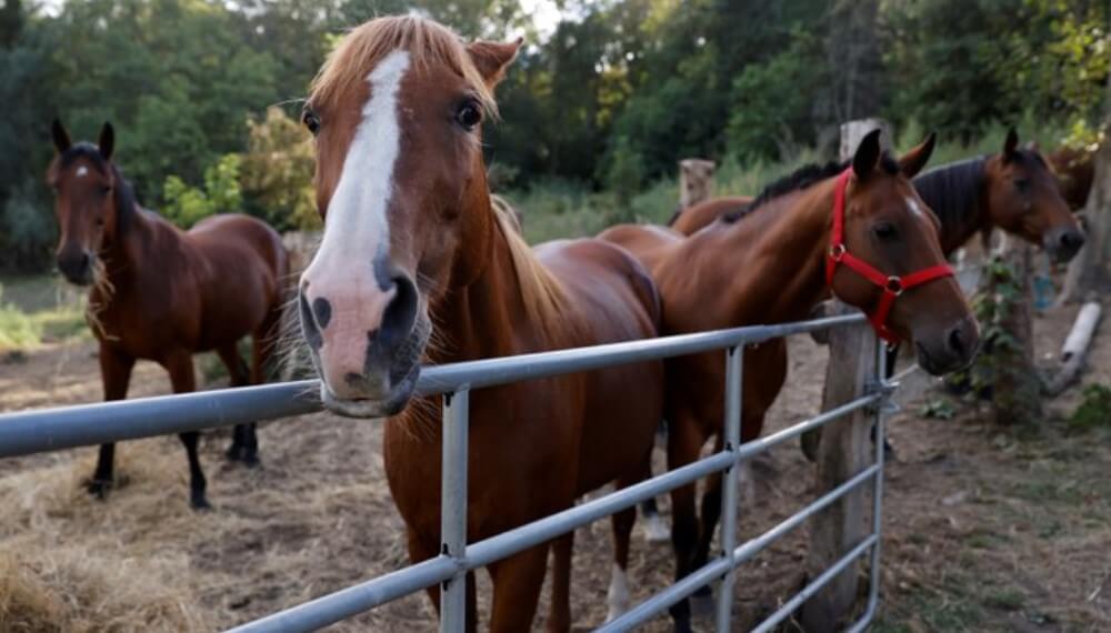 razas de caballos