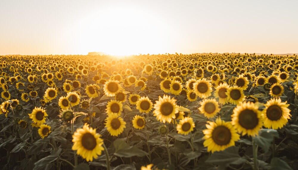 girasol nidera infocampo