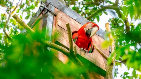 guacamayo rojo infocampo