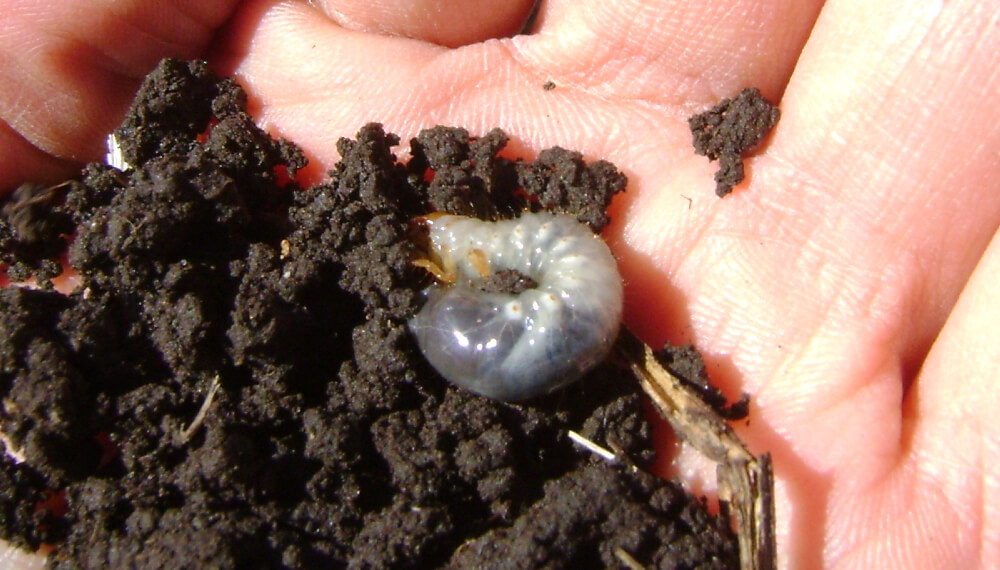 La sequía y la calidad: un muestreo de soja en la zona núcleo detectó hasta  80% de grano verde - Infocampo