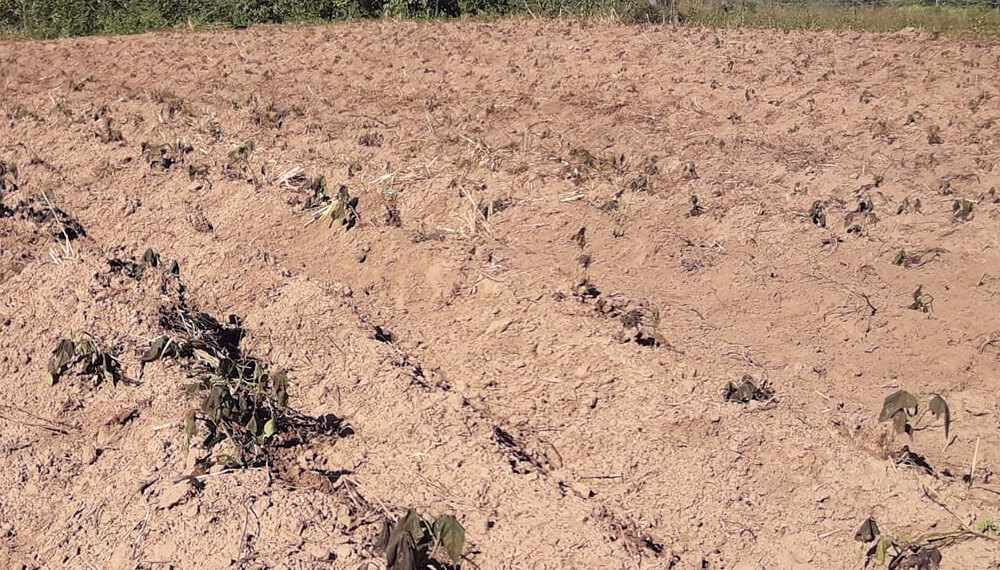 Cultivo de banano helado en Formosa, junio 2021