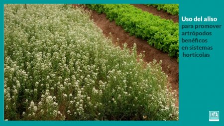 Aliso, la planta que se usa para "evitar fitosanitarios" en cultivos hortícolas 1 planta-aliso-inta