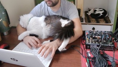 gatos mascotas infocampo