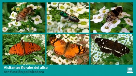 Aliso, la planta que se usa para "evitar fitosanitarios" en cultivos hortícolas 2 aliso-planta-insectario