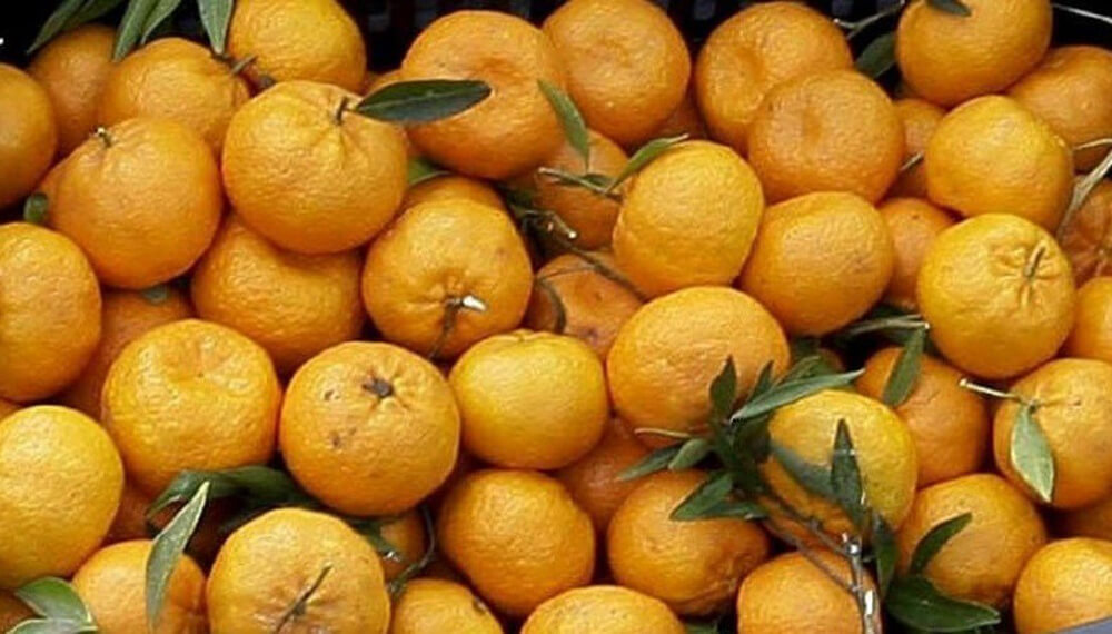 mandarina-criolla-inta-concordia