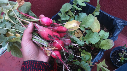 rabanito-huerta-temporada-invierno