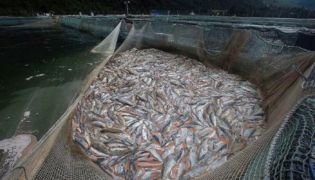 salmon jaula criadero