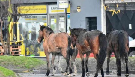 Caballos sueltos en Mar del Plata
