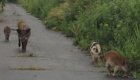 En Japón apareció una nueva especie de cerdo-jabalí y aseguran que es por un accidente nuclear 1 Cerdojabali infocampo 1