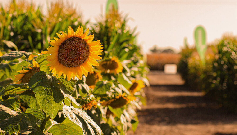 Encuentro virtual girasol