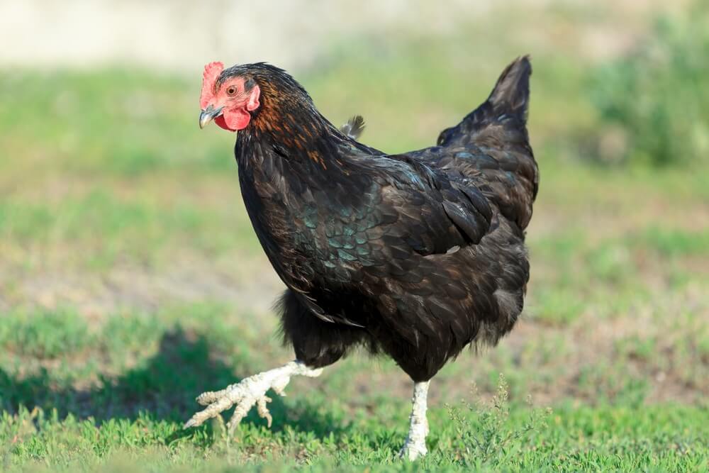 Gallina negra infocampo