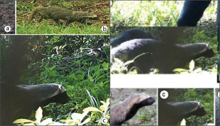 Avistaje de huron grande en Misiones