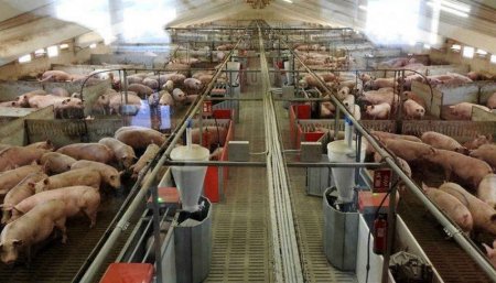 Peste porcina africana