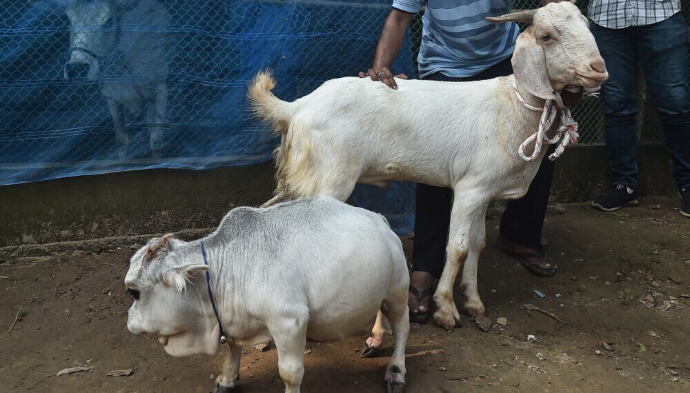 Rani la vaca enana de Bangladesh