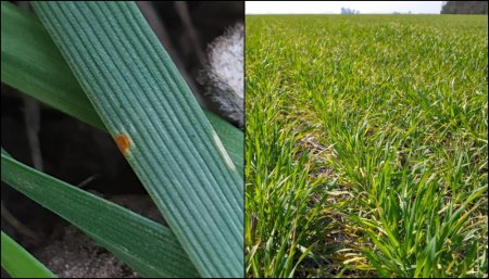 Roya anaranjada en trigo