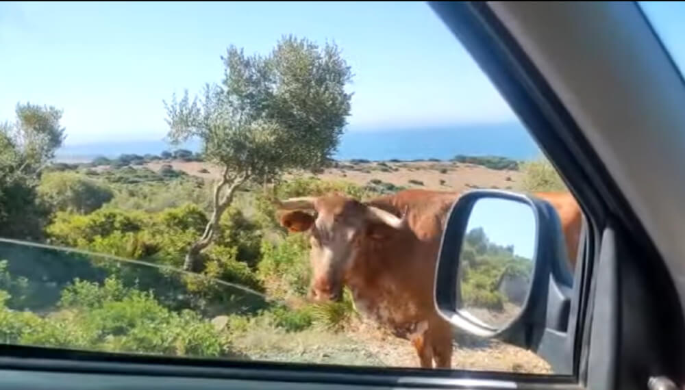 Vaca que indica como llegar a la playa