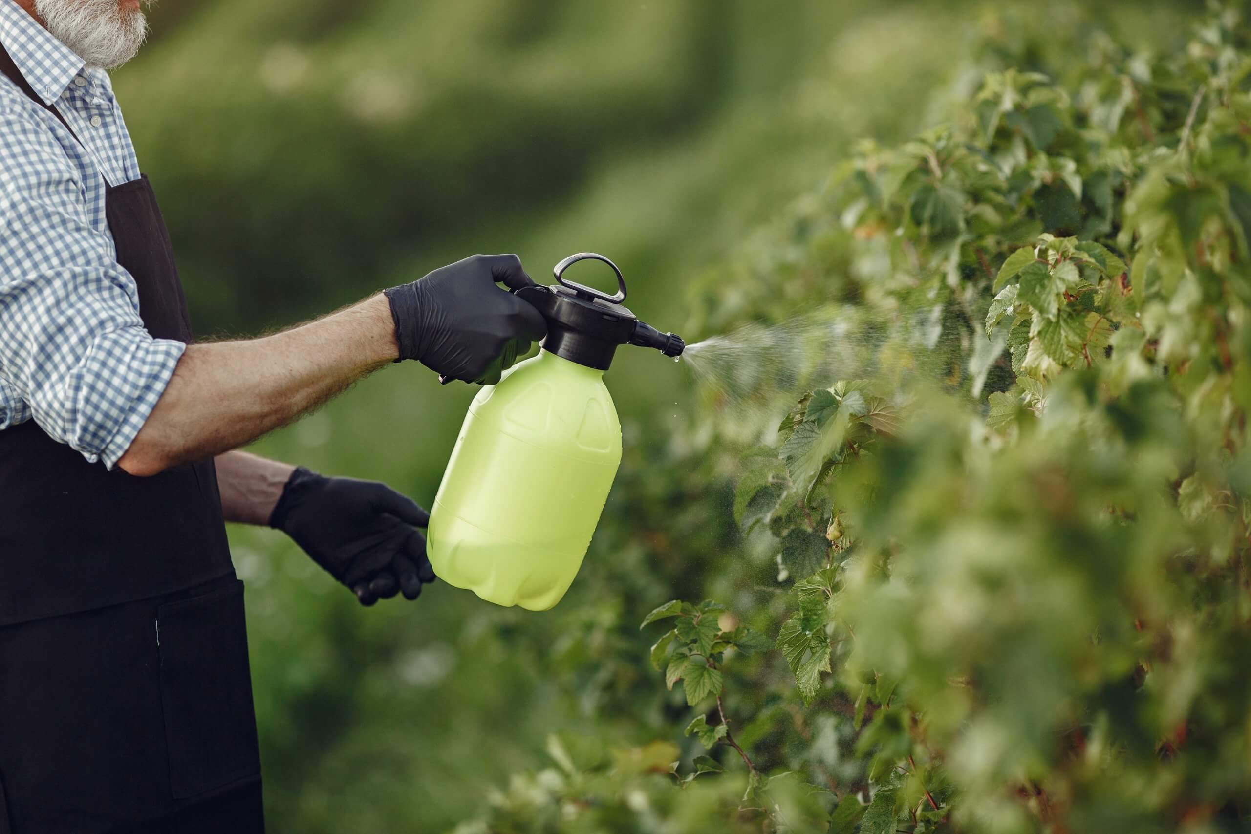 mejor insecticida para plantas casero