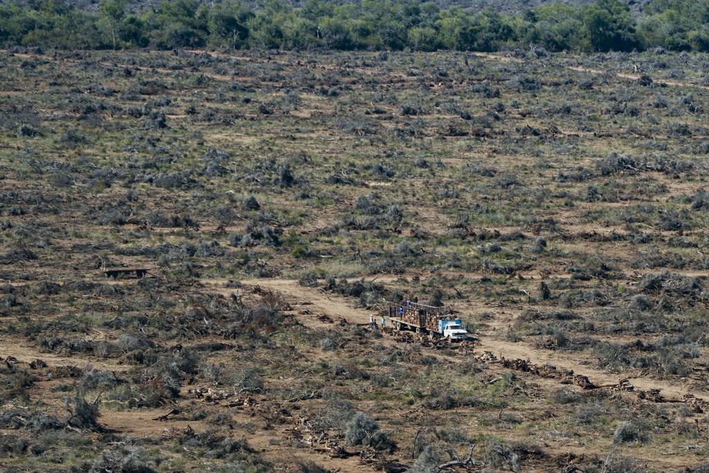 deforestacion chaco infocampo 2