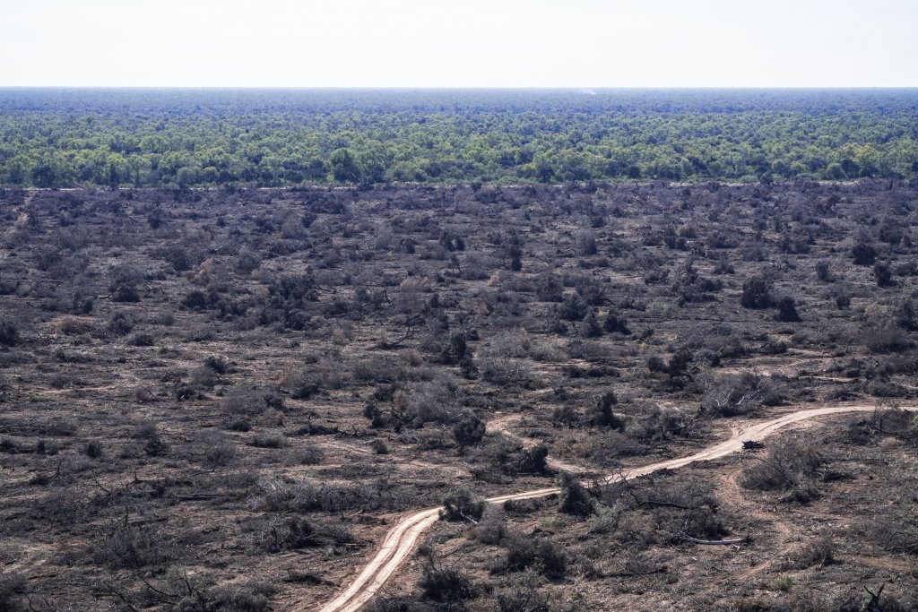 deforestacion chaco infocampo 3