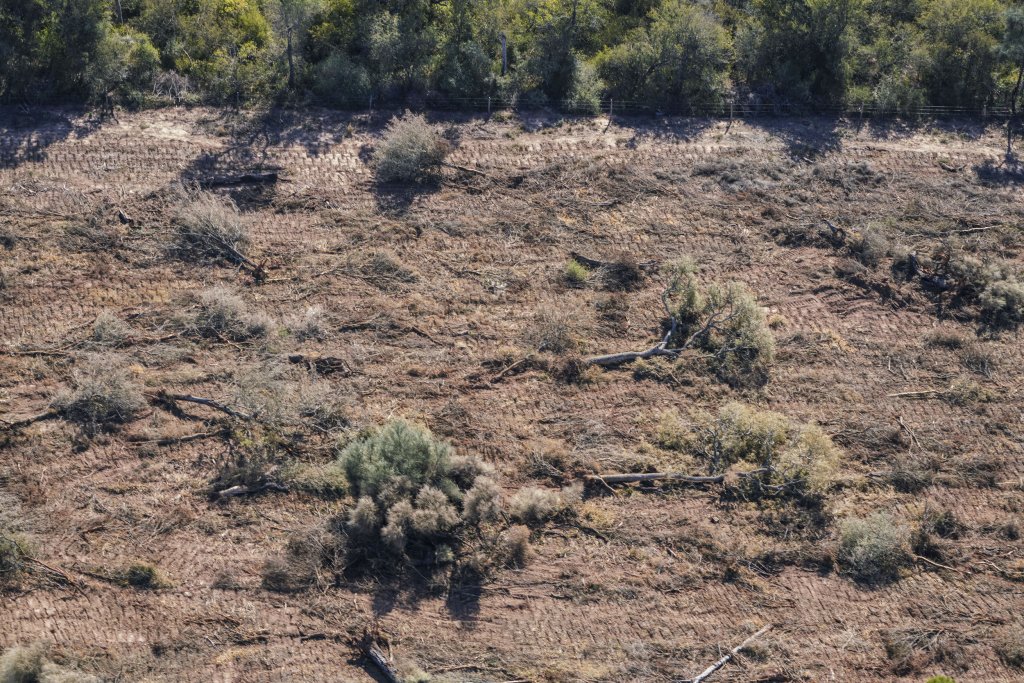 deforestacion chaco infocampo 5