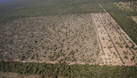 desmonte chaco infocampo