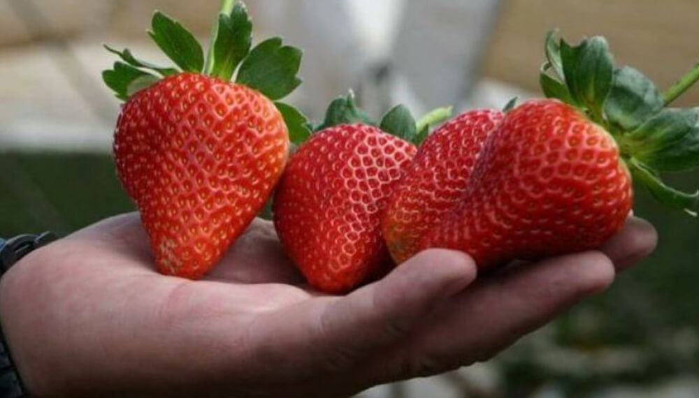 Huerta en casa: cómo plantar frutillas en una maceta