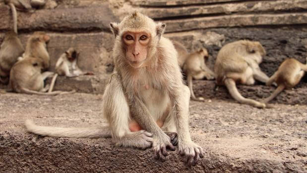 En alerta: China confirmó el primer humano muerto por el virus del mono "Herpes B" 1 mono macaco