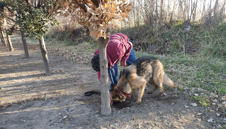 perros trufas