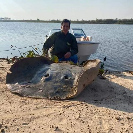 Aprovecharon la bajante y pescaron una raya gigante en el río Paraná 3 raya gigante infocampo