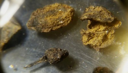 Semillas encontradas