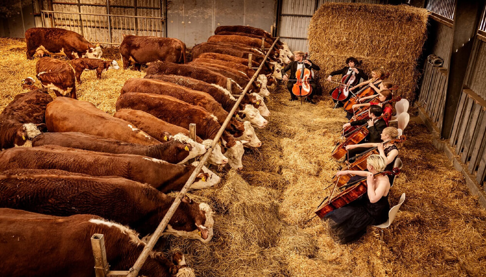 Aula de Música on X: El mundo cencerros para vacas, caballos y