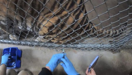 vacuna tigre infocampo