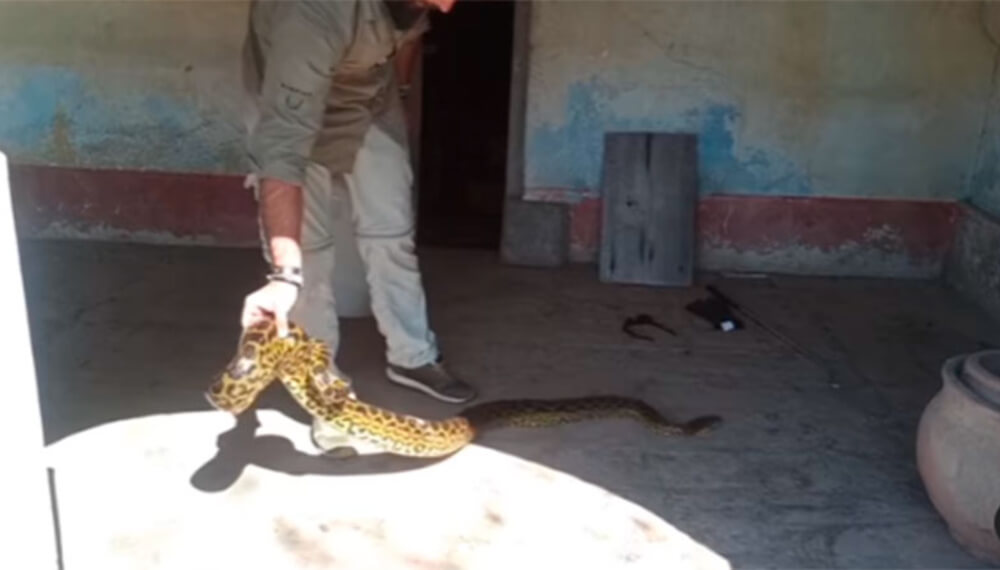 Anacondas en casa abandonada