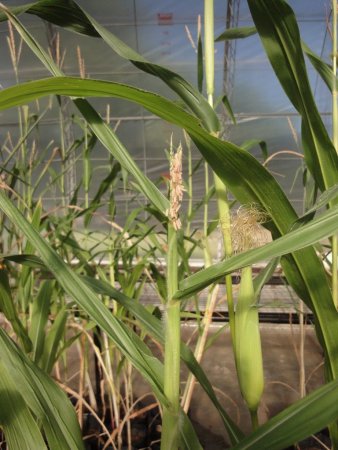 Biofertilización: INTA se unió a una compañía danesa para desarrollar nueva tecnología 1 Microorganismos
