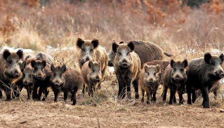 Jabalies triquinosis