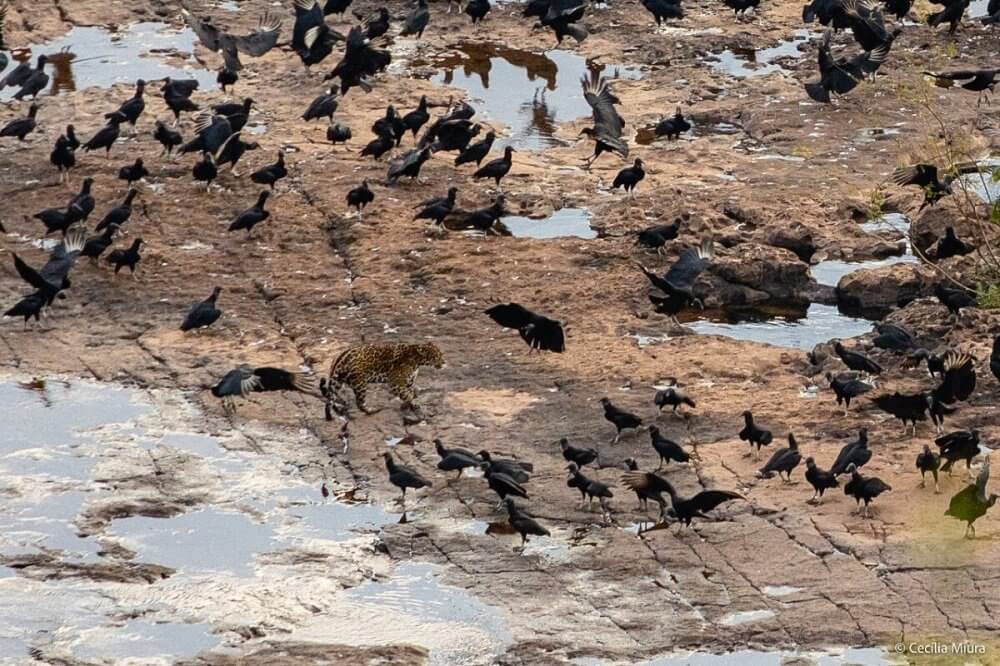 Lograron fotografiar a un yaguareté en las Cataratas del Iguazú 2 Kunumi yaguarete
