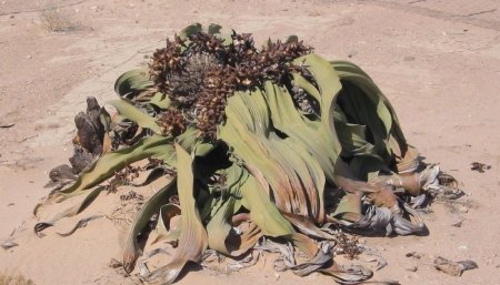 La planta que no muere