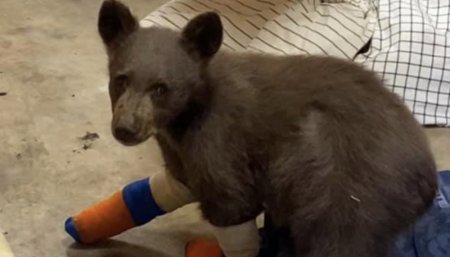 Se escapo un oso en california