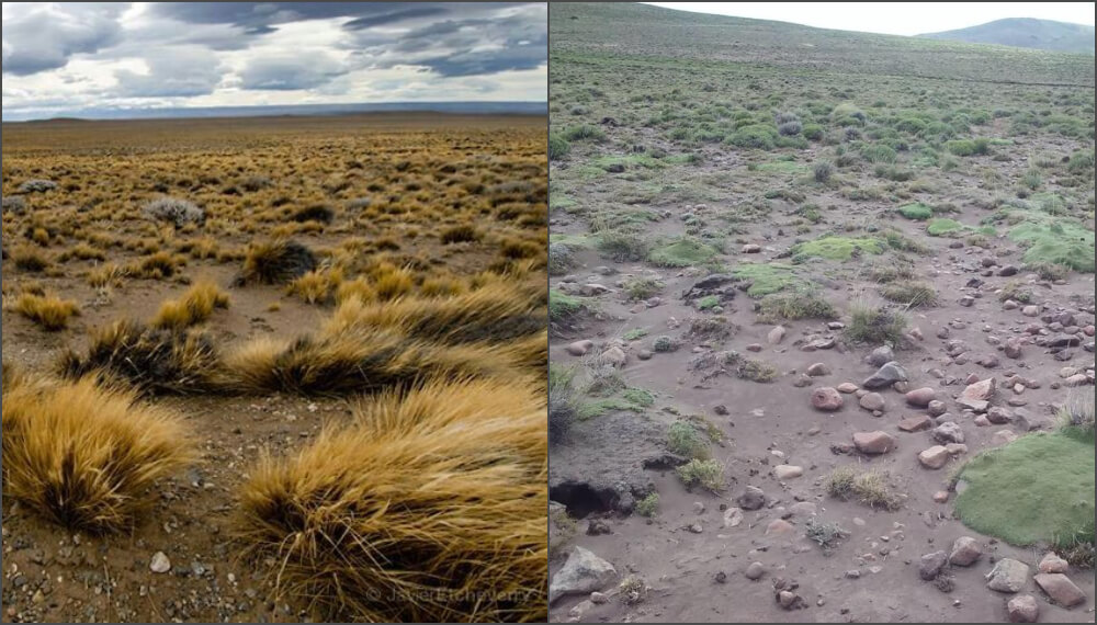 Patagonia Ambiente