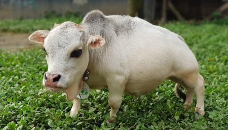 La vaca más pequeña del mundo