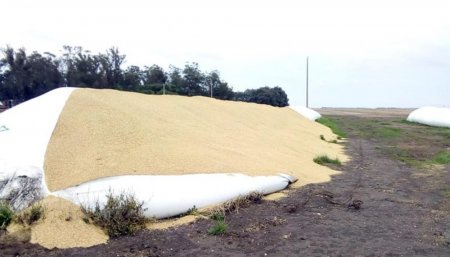 Silobolsa rota en Ballenera