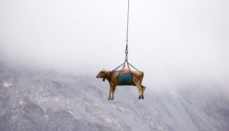 Rescatan vacas en avión